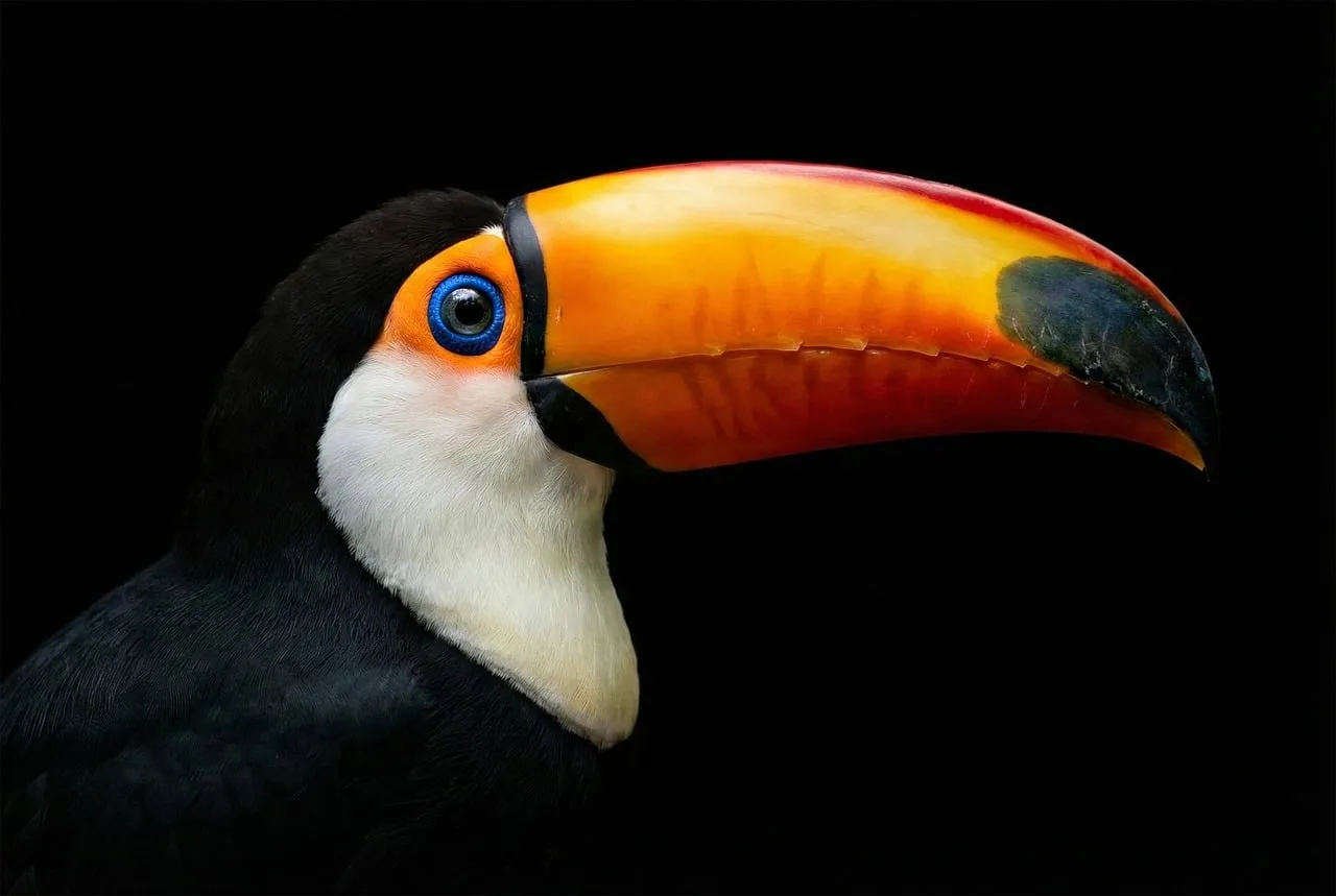Vibrant Toco Toucan: A Tropical Marvel on Black