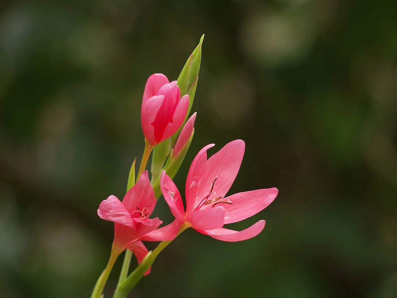 Vibrant Pink Blooms: A Close-Up of Nature's Delicate Art