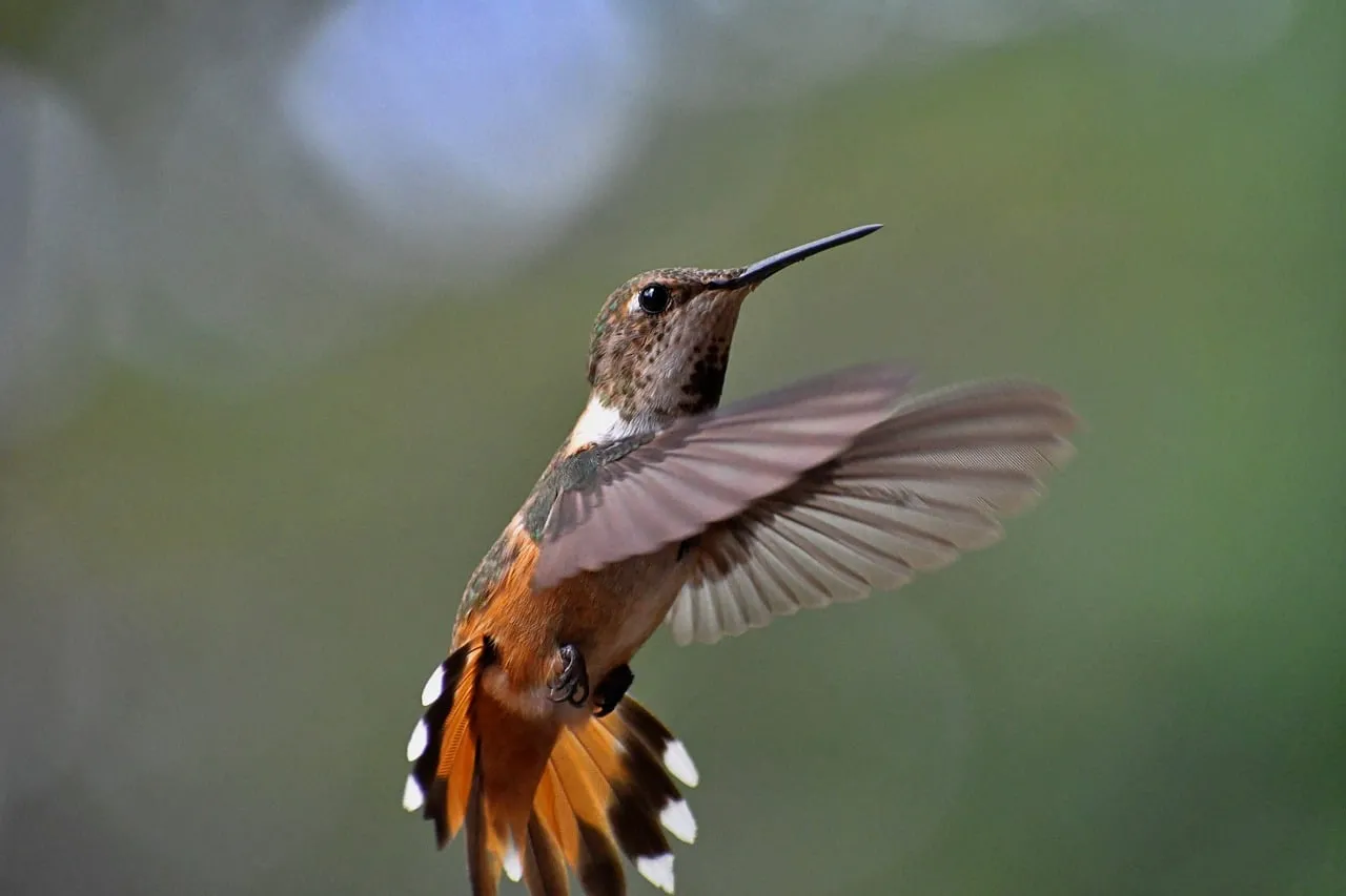 Vibrant Rufous Hummingbird in Flight: A Dazzling Nature Spectacle