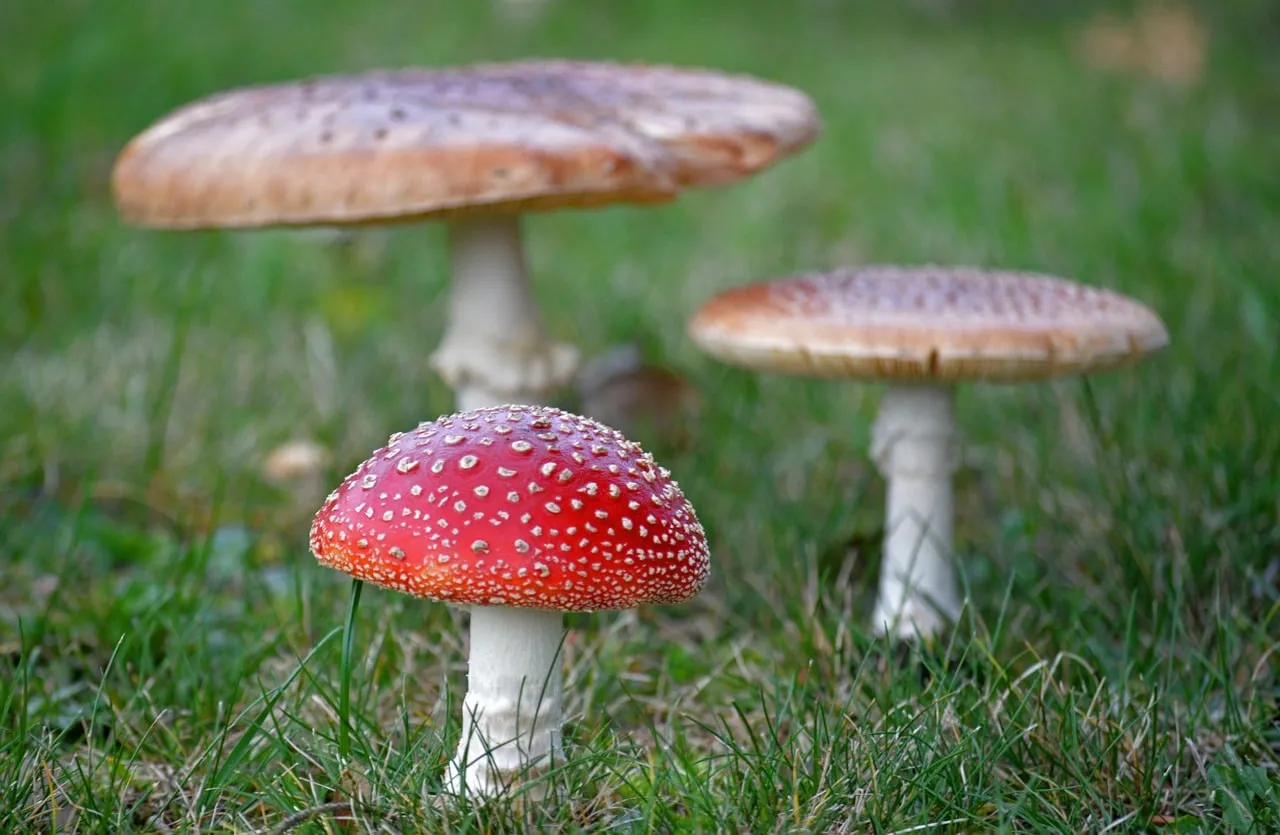 Vibrant Fly Agaric: Autumn's Enigmatic Beauty