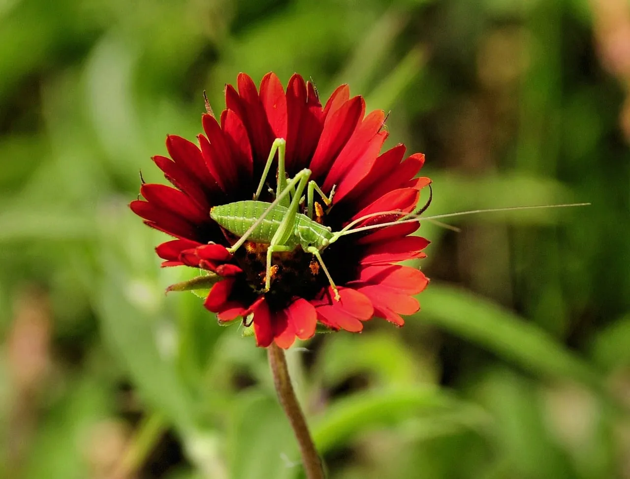 Vibrant Macro: Grasshopper Rests on Fiery Red Flower