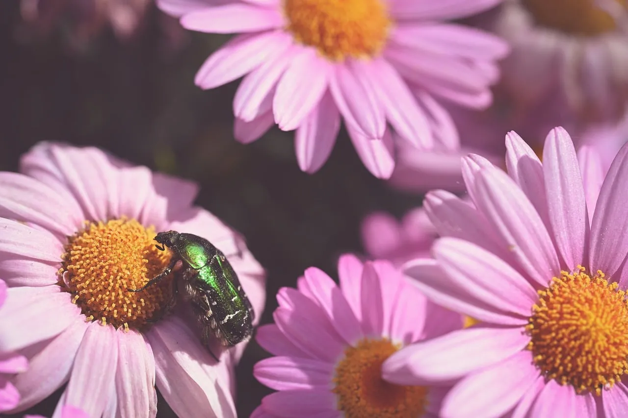 Vibrant Macro: Emerald Beetle on Pink Daisy