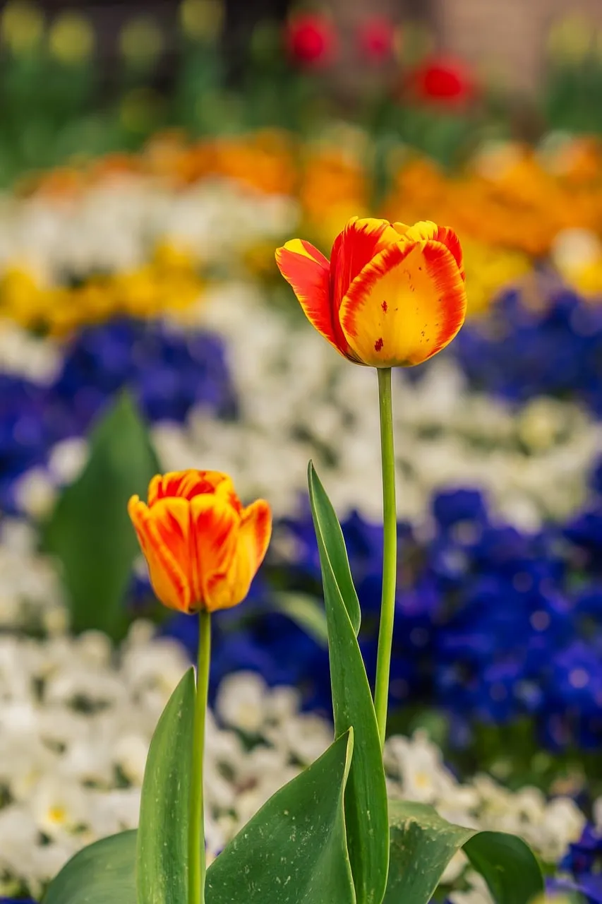 Vibrant Yellow and Red Tulips Bloom in a Spring Garden