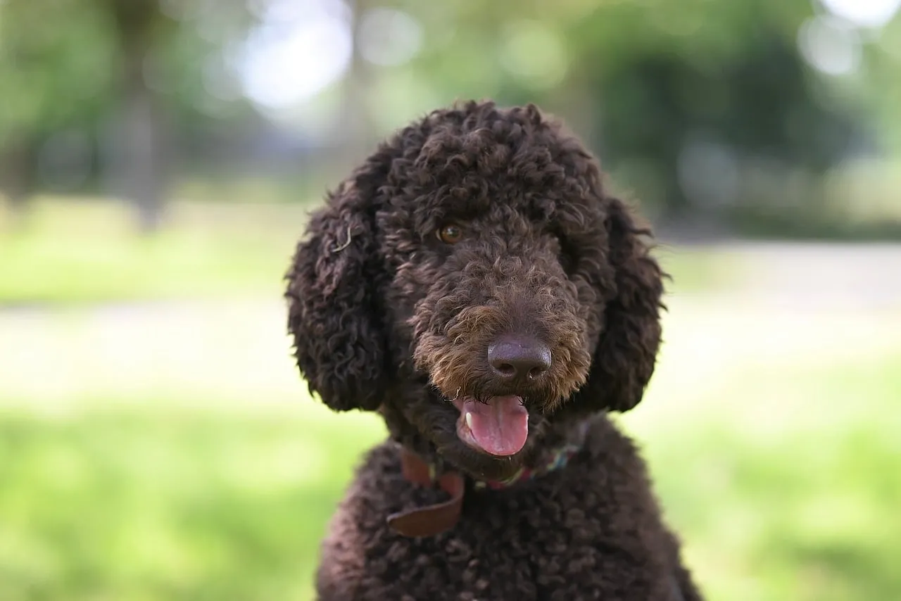 Charming Brown Poodle: Happy Outdoor Close-up