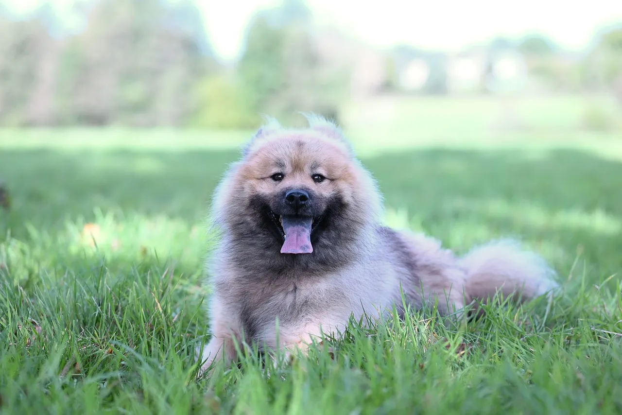 Charming Eurasier: A Fluffy Friend in Nature