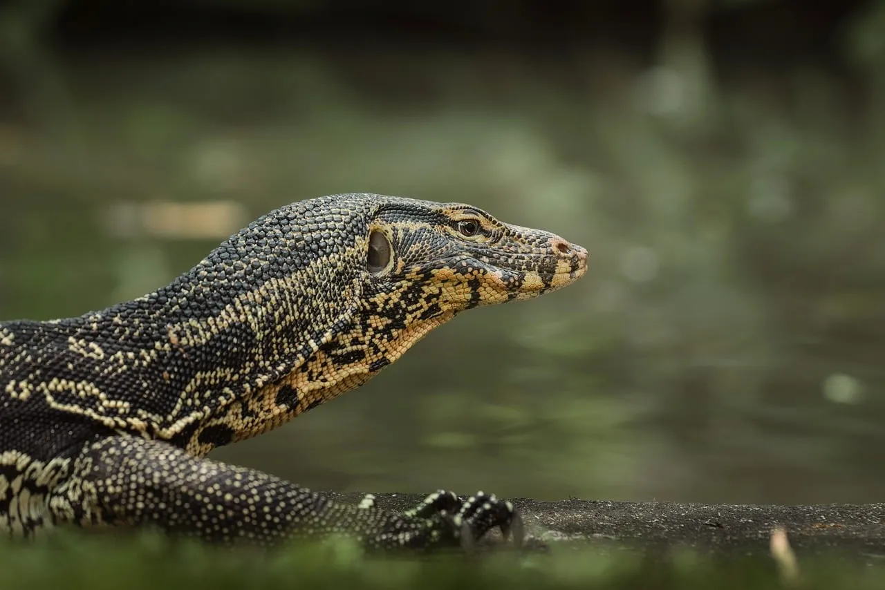 Intricate Scales: Majestic Monitor Lizard Portrait by the Riverbank