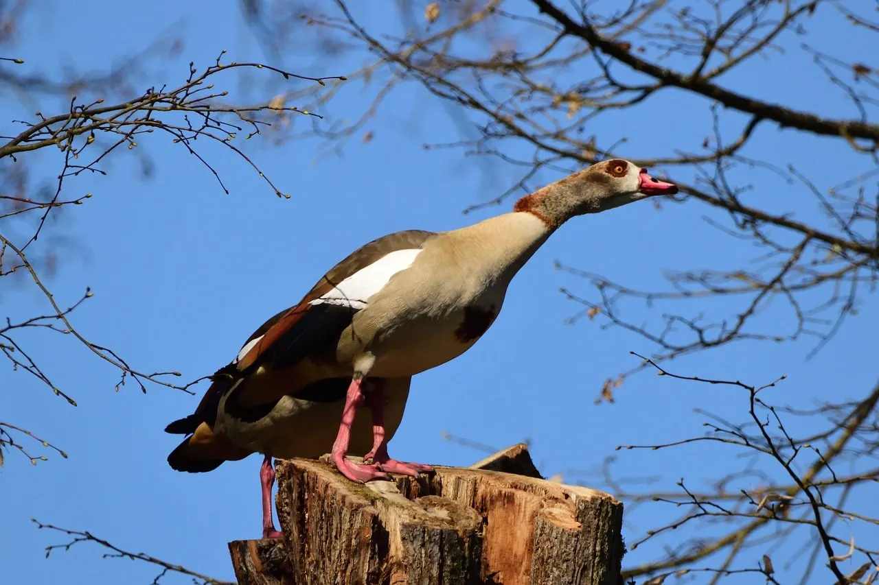 Vibrant Egyptian Goose on High Perch Against Blue Sky