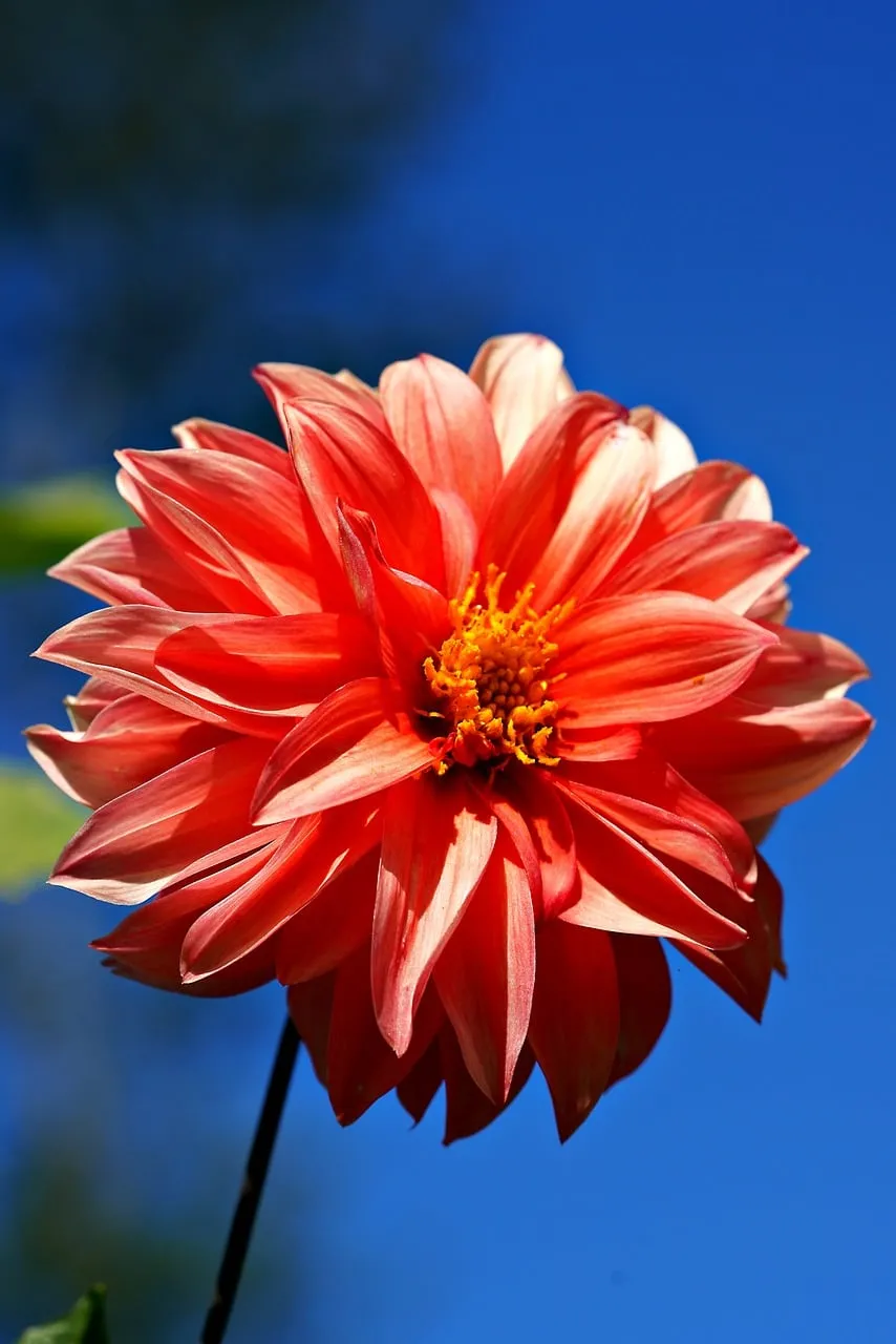 Vibrant Red Dahlia Blooms Against Azure Sky