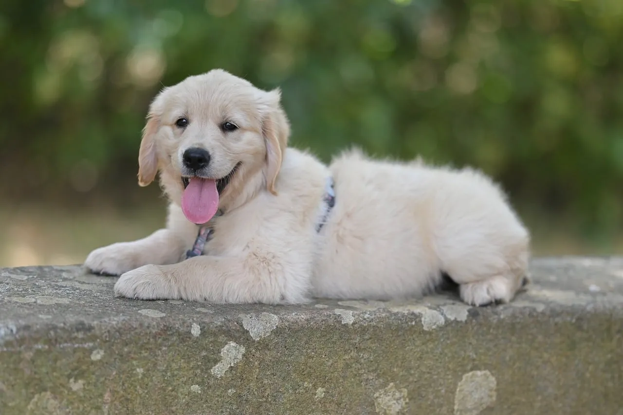Adorably Fluffy Golden Retriever Puppy Lounging Outdoors
