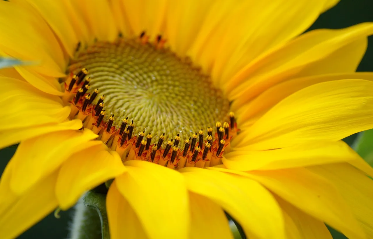Vibrant Summer Delight: Macro Shot of a Blooming Sunflower