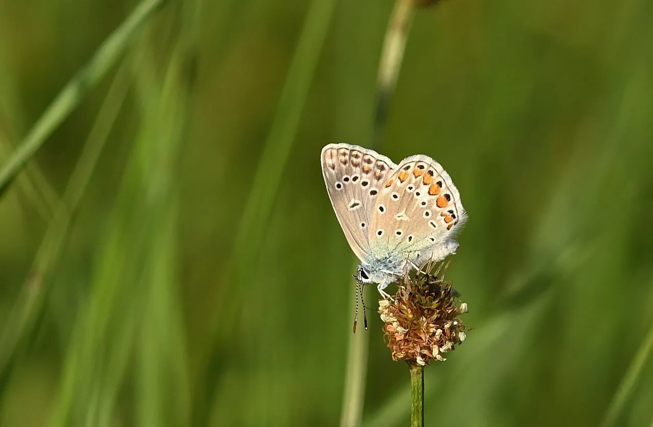 Enchanting Blue Butterfly: A Close-up of Nature's Delicate Beauty