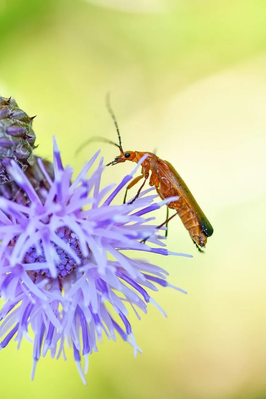 Vibrant Macro: Beetle on Purple Centaurium Bloom