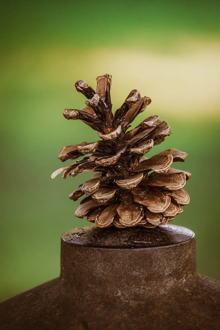 Stunning Macro: Pinecone's Rustic Charm on Green