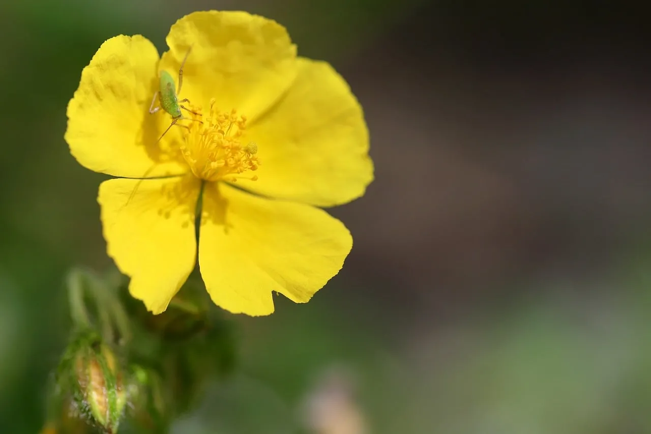 Vibrant Yellow Wildflower: Grasshopper's Delicate Perch