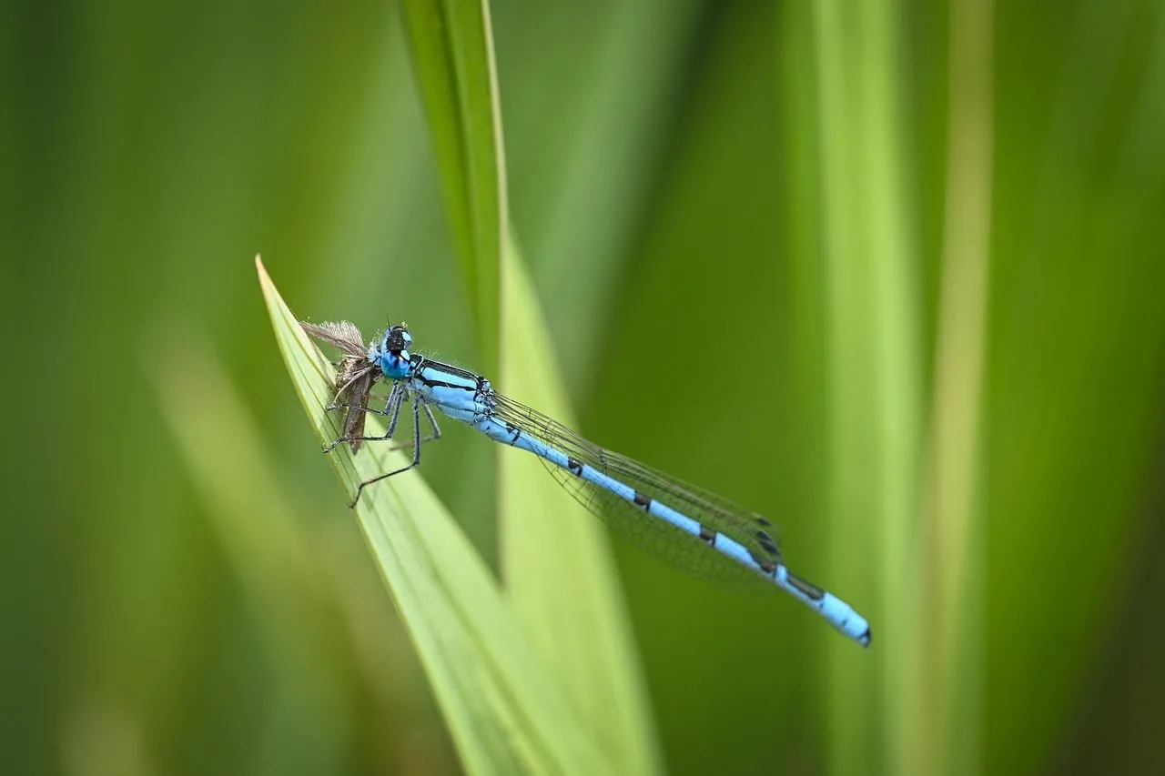 Vivid Blue Damselfly Captures Prey on a Green Leaf