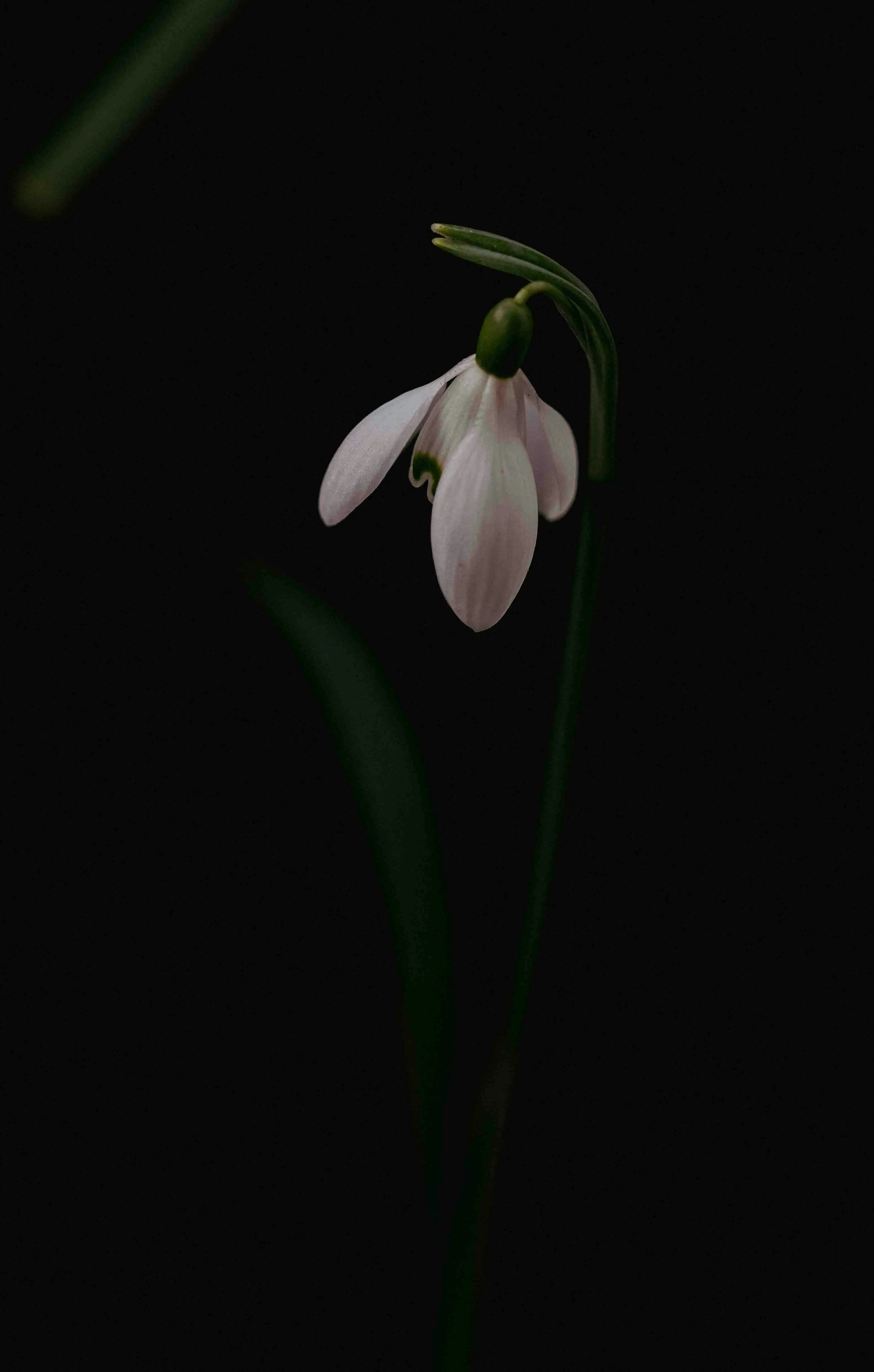 Enchanting Snowdrop: A Delicate Bloom Against Darkness