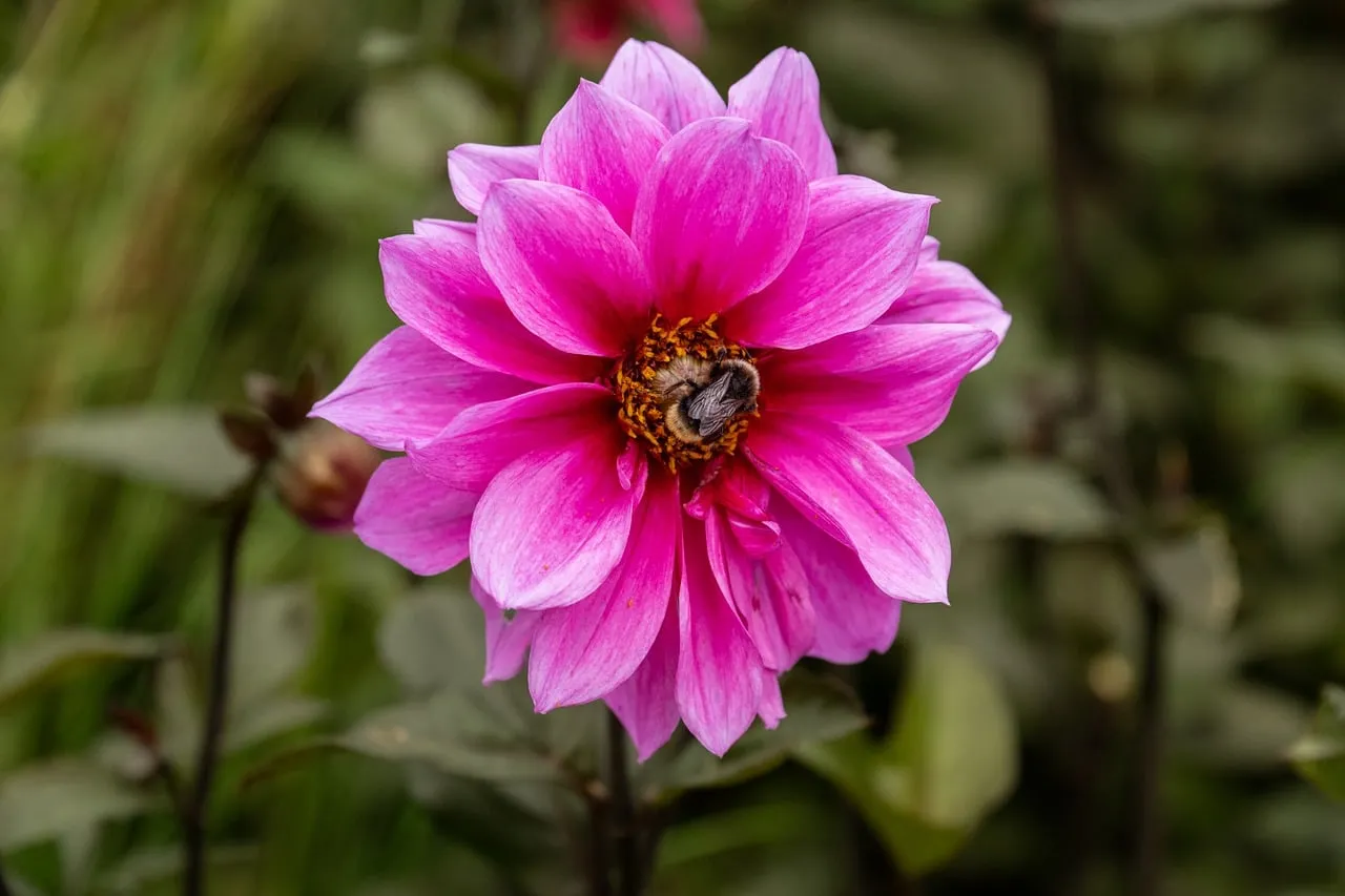Vibrant Pink Dahlia with Busy Bee in Spring Garden