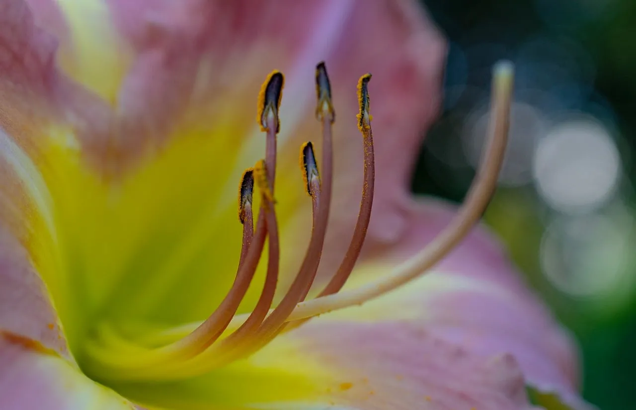 Macro Marvel: Intricate Beauty of a Pink and Yellow Flower