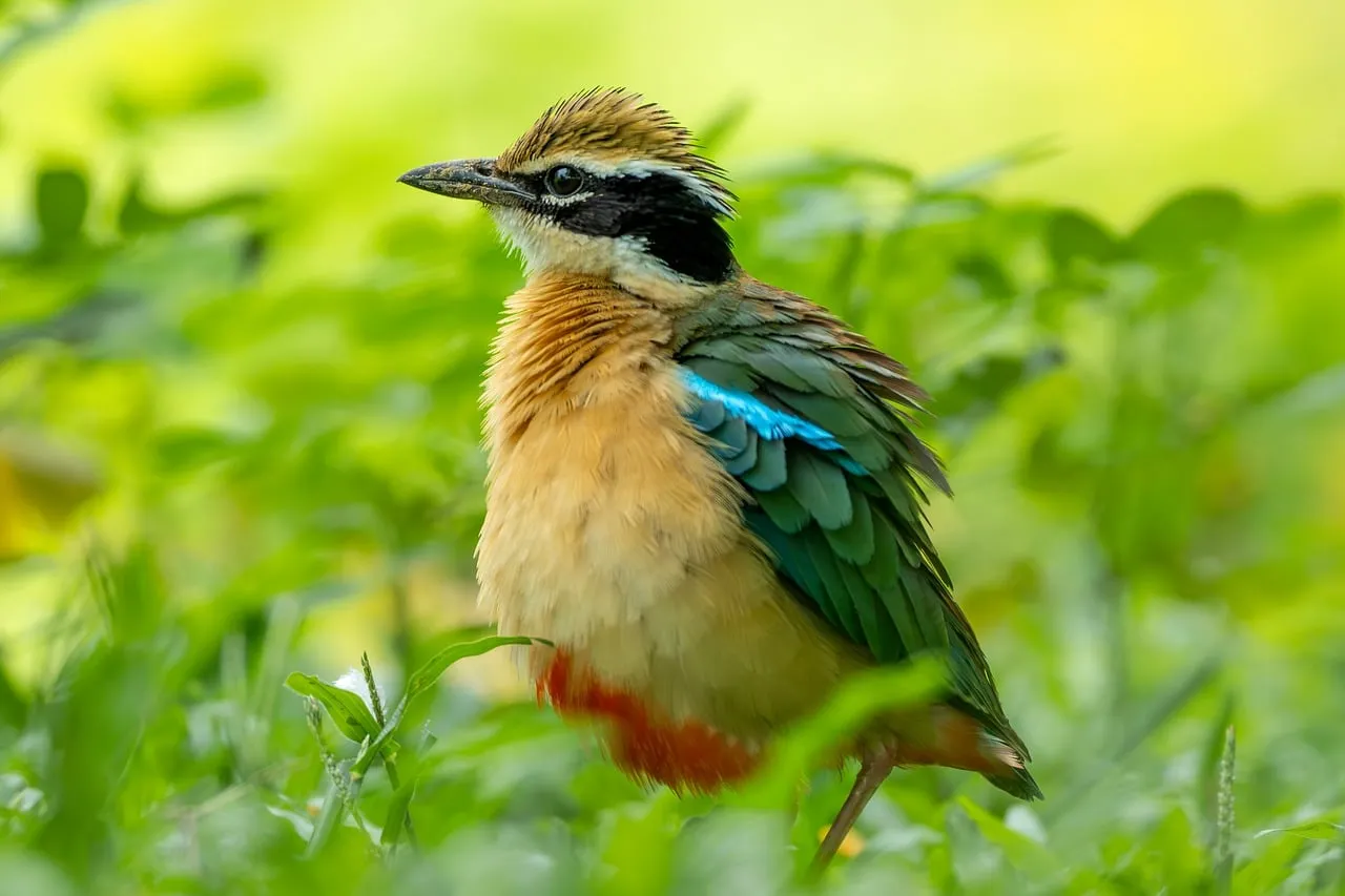 Vibrant Indian Pitta: A Colorful Jungle Gem