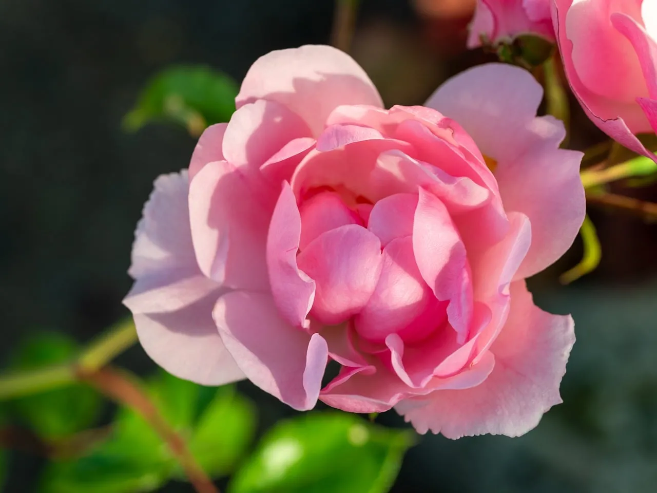 Vibrant Pink Rose: A Summer Romance in Bloom
