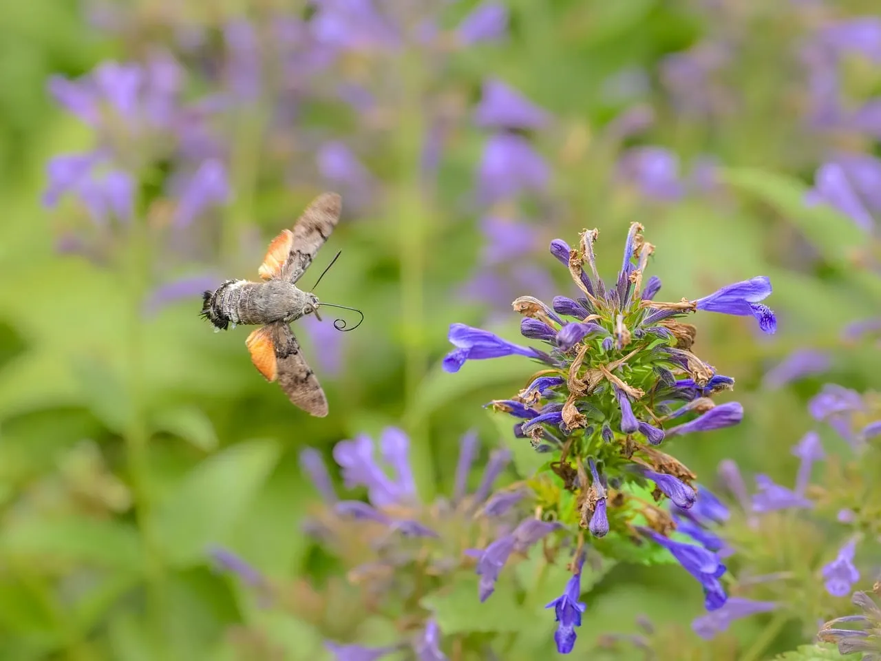 Enchanting Hummingbird Moth in Flight Amongst Purple Verbena