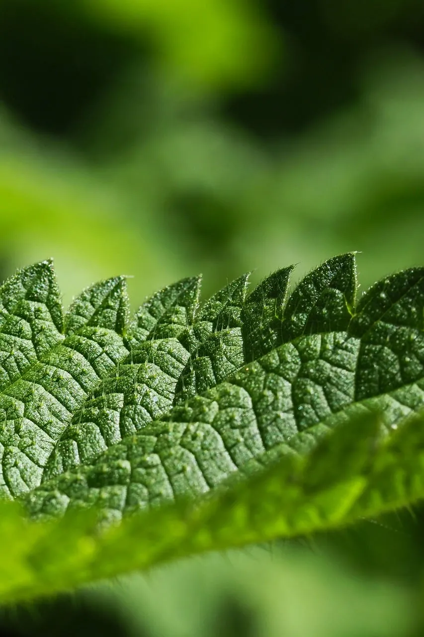 Vibrant Nettle Leaf: Macro Detail of Nature's Texture