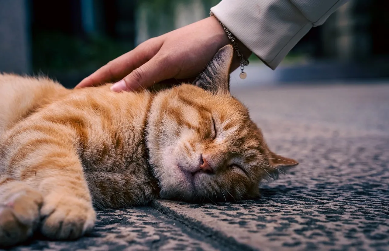 Serene Ginger Cat Napping: Ultimate Comfort Petting Moment