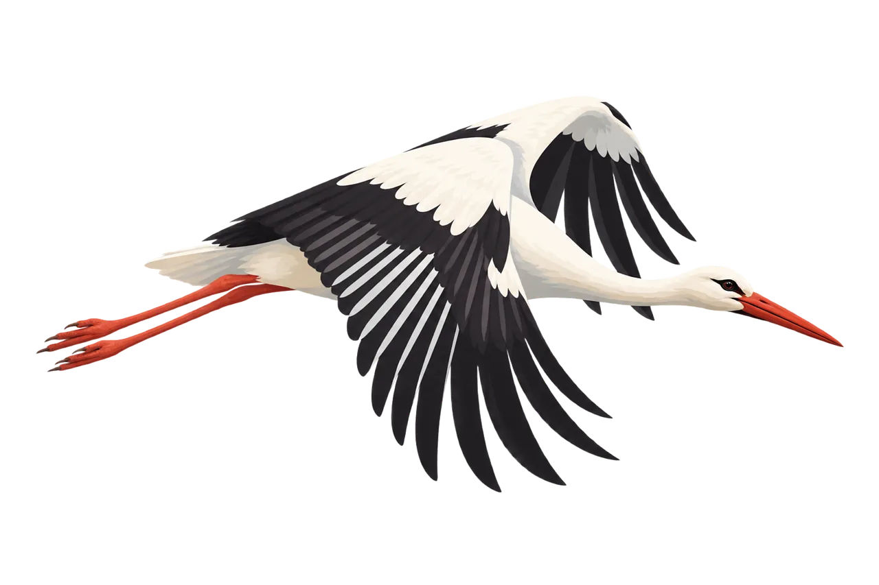 Graceful White Stork in Flight: An Emblem of Freedom