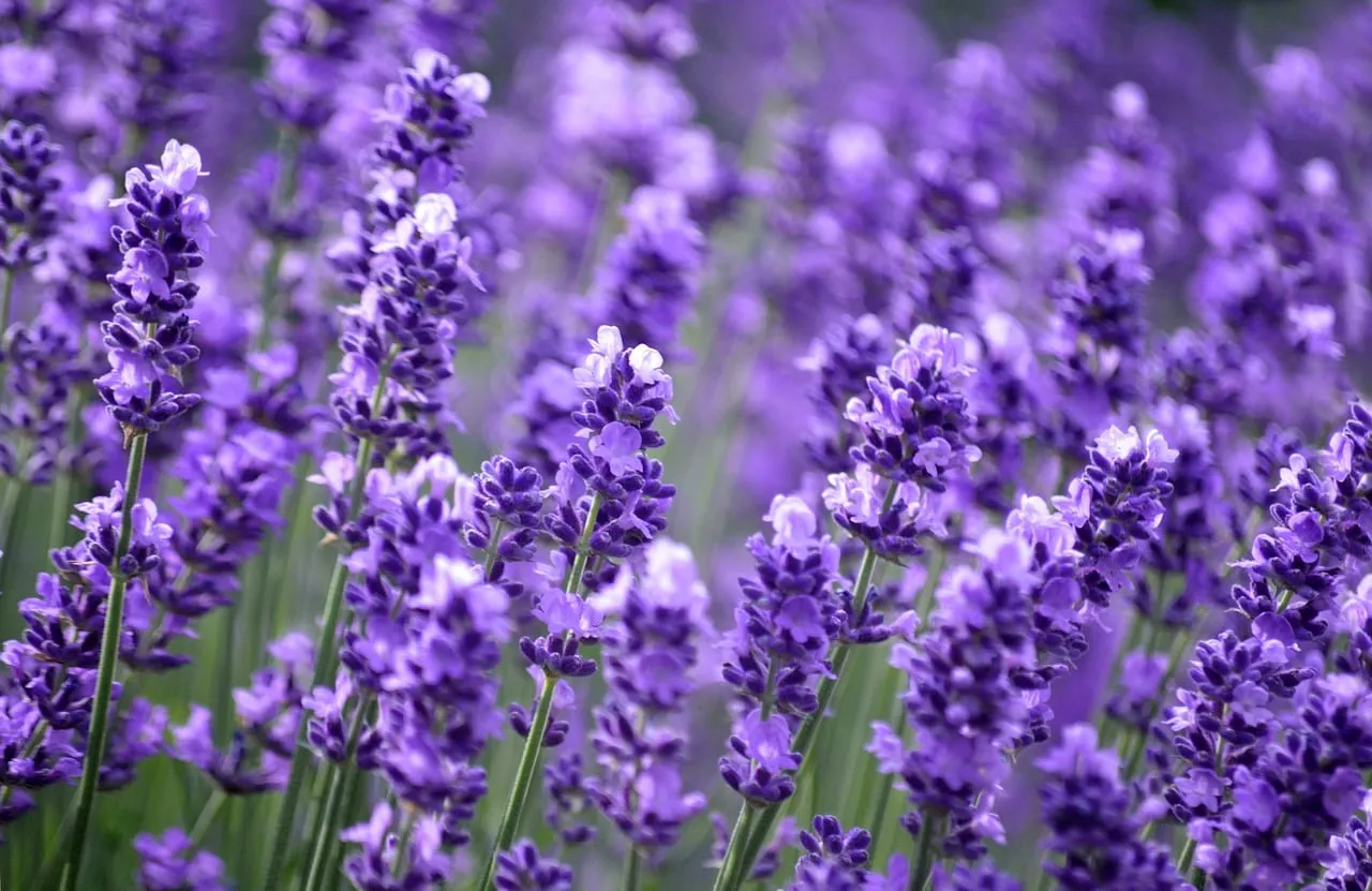 Vibrant Lavender Field: Aromatic Purple Bloom Wallpaper