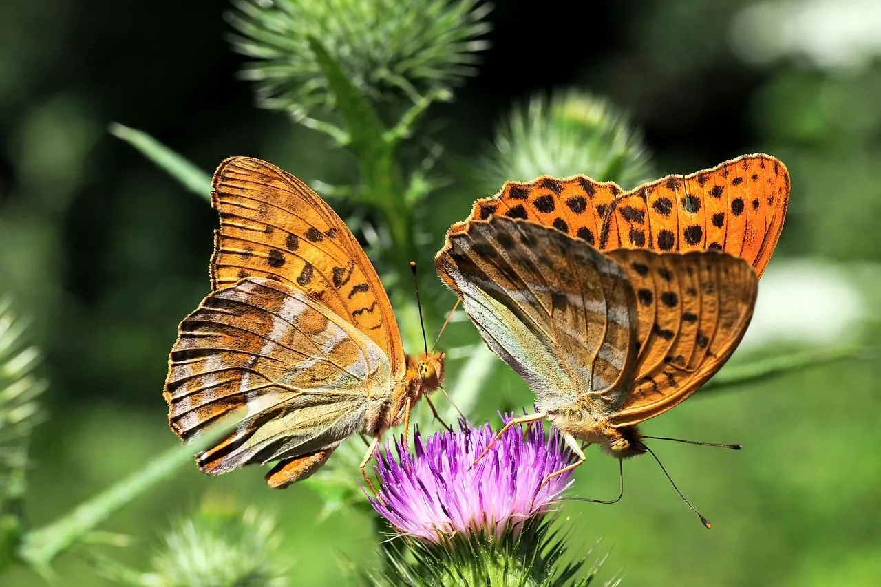 Vibrant Thistle Embrace: Butterflies Dance in Summer's Glory