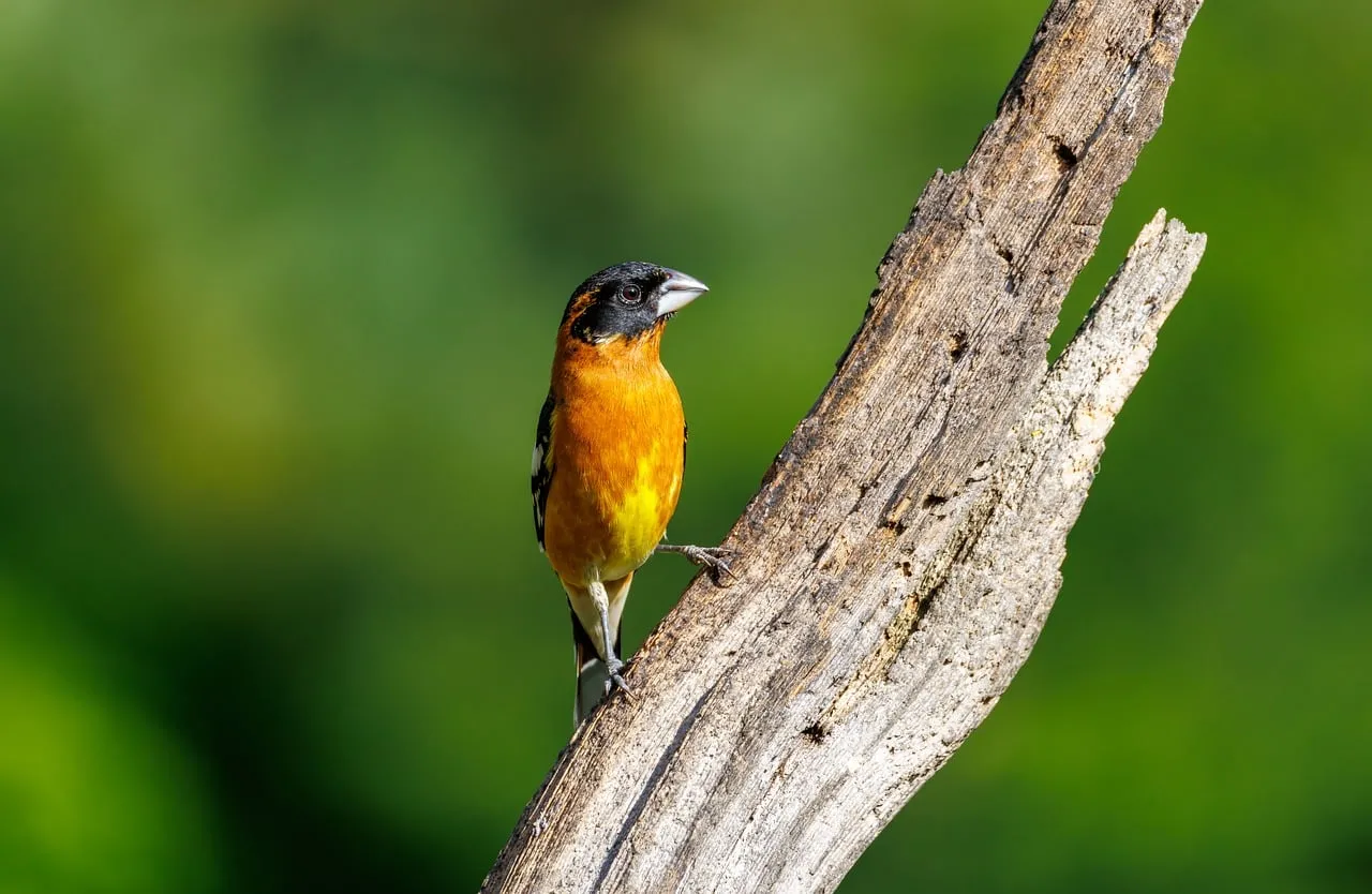 Vibrant Black-Headed Grosbeak: A Flash of Orange in Nature
