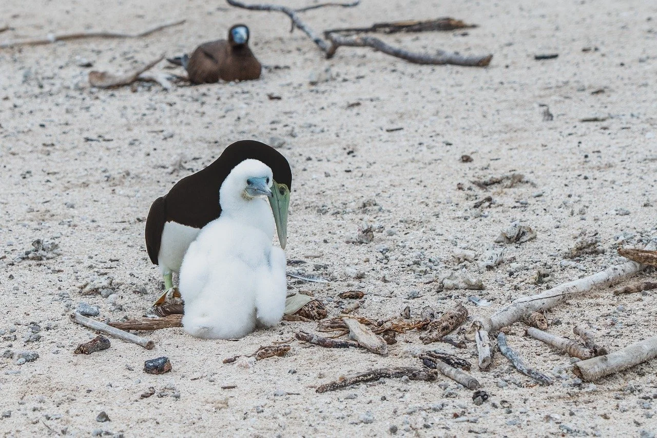 Adorable White-Bellied Booby Chick Nestled on the Beach
