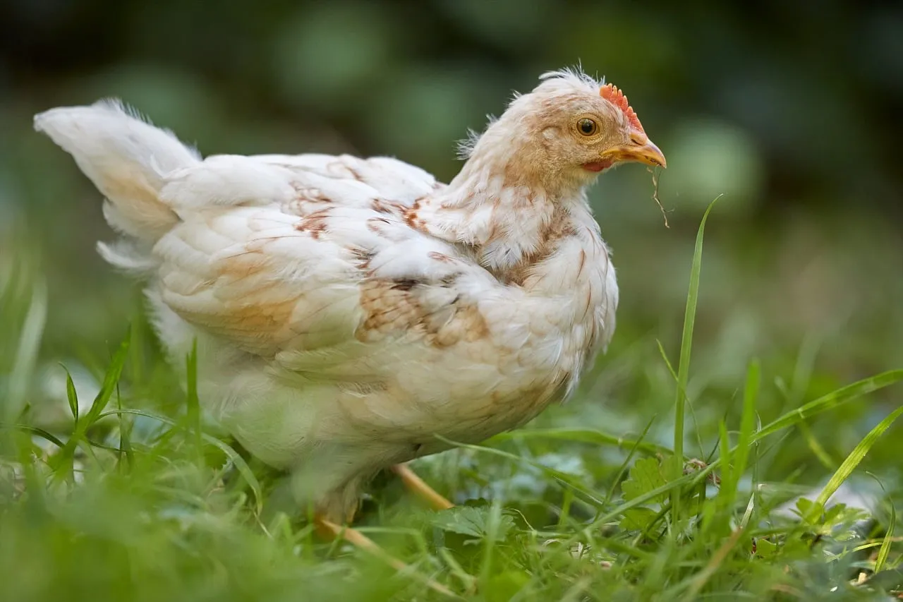 Charming Young Chick Foraging in Lush Summer Grass