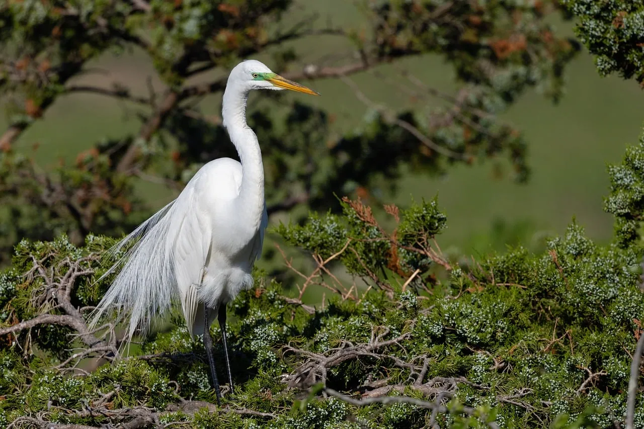 Elegant Egret Perched: A Serene Wildlife Portrait