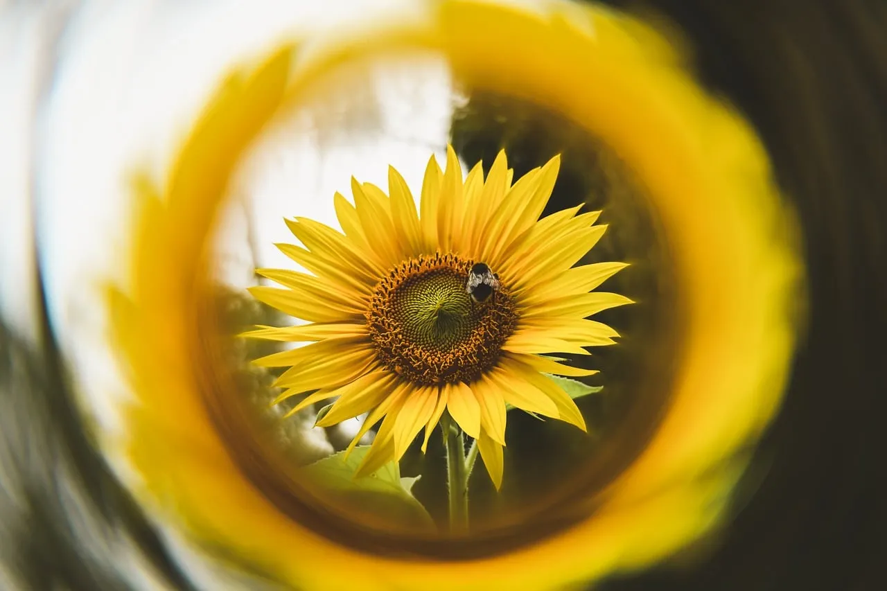 Vibrant Macro: Bee Pollinating Golden Sunflower in Circular Focus