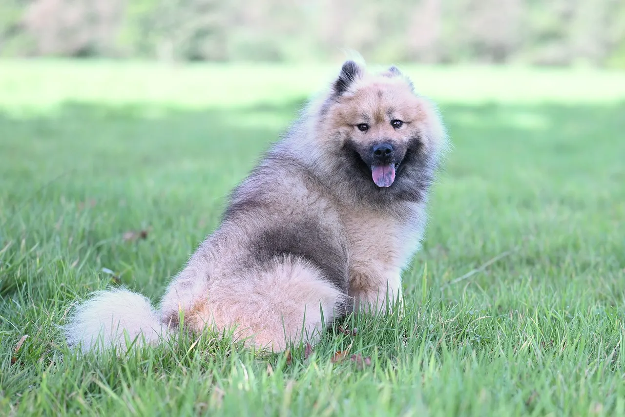 Majestic Eurasier Olaf: A Happy Canine in Nature