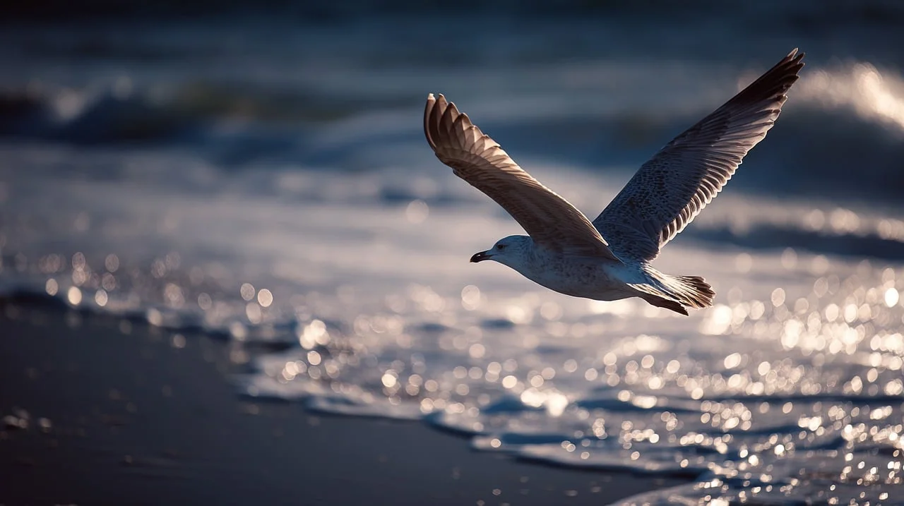 Graceful Gull Soaring Over Shimmering Ocean Waves
