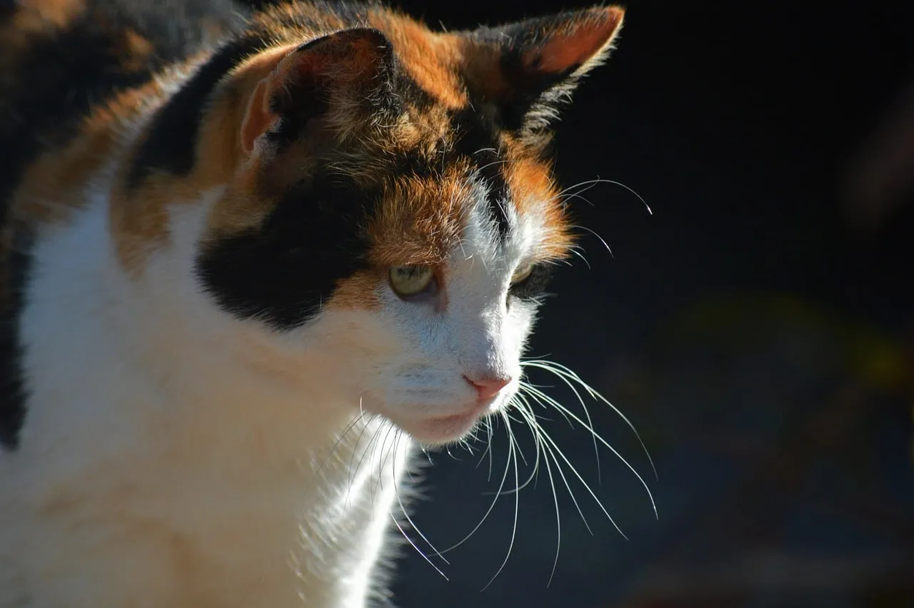 Enchanting Calico Cat: Gaze of Serenity