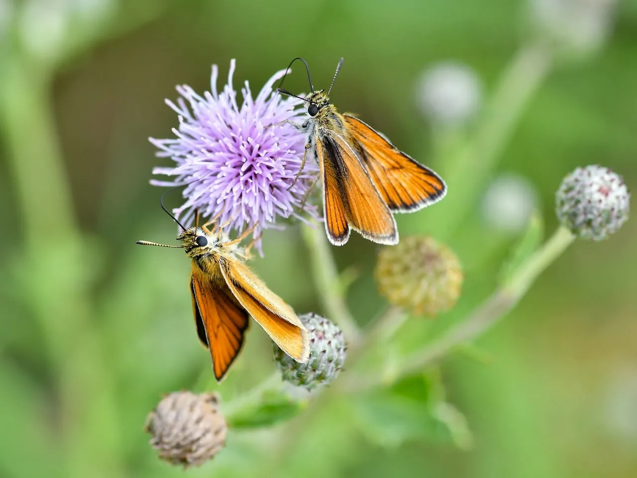 Vibrant Skippers: Nature's Orange Jewels on Purple Thistle