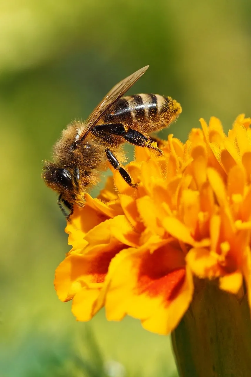 Vibrant Macro: Busy Bee on Golden Bloom