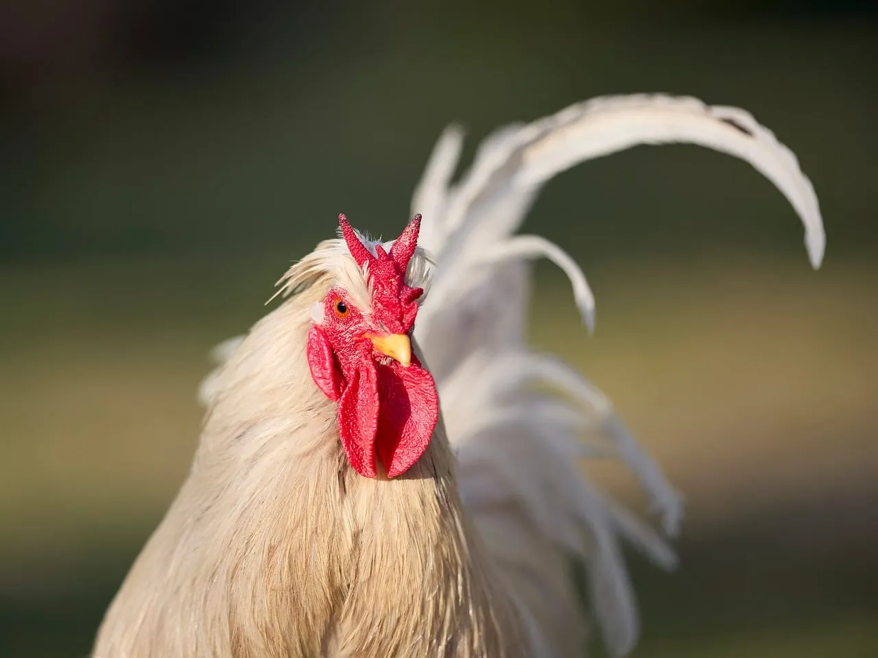 Vibrant Farm King: Stunning Close-up of a White Rooster's Fiery Crown