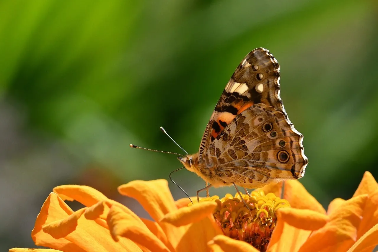 Vibrant Zinnia Blossom: Butterfly's Summer Embrace
