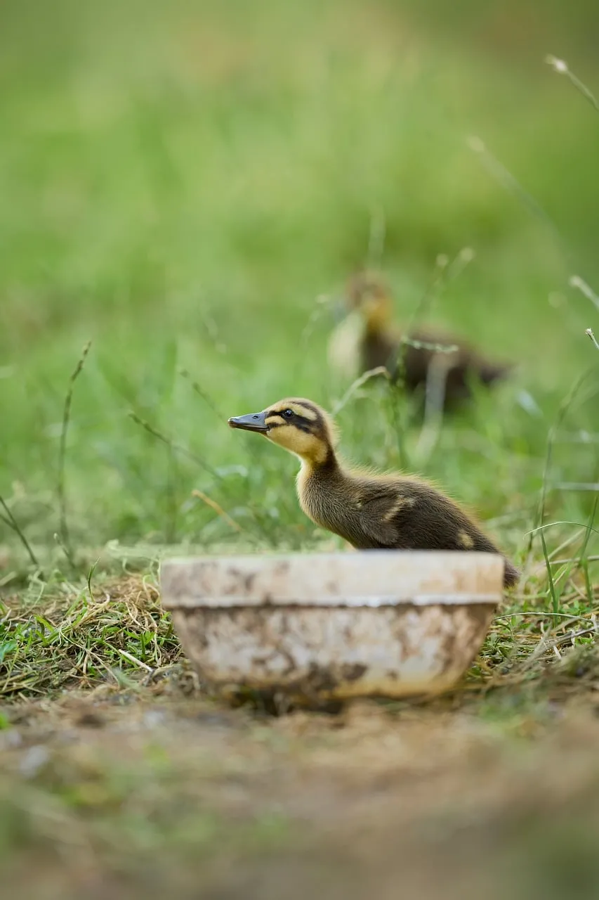 Charming Duckling in Lush Grass: A Glimpse of Rural Life