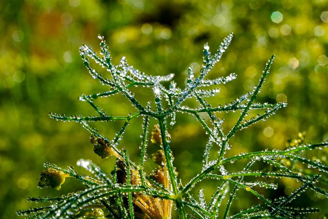 Sparkling Dawn: Dew-Kissed Fern in Emerald Light