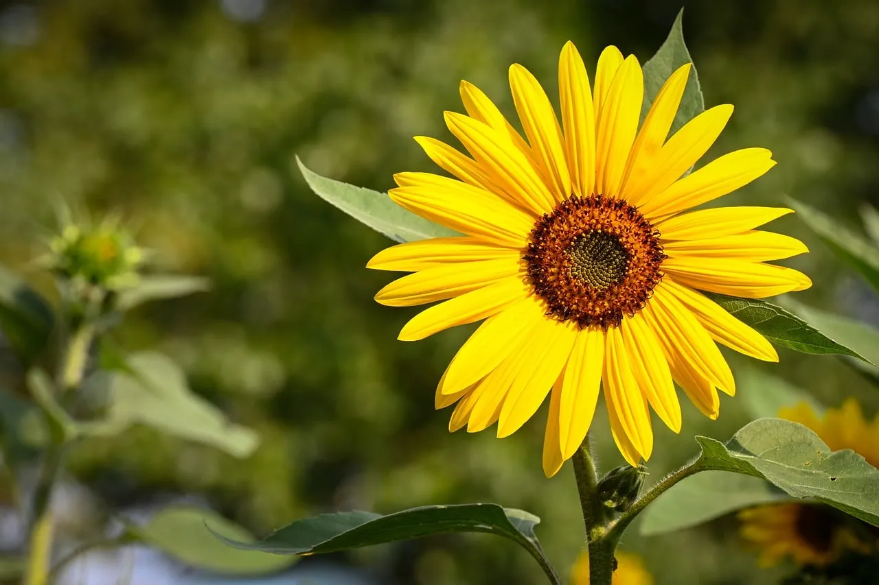 Vibrant Summer Serenity: Blooming Sunflower Close-Up