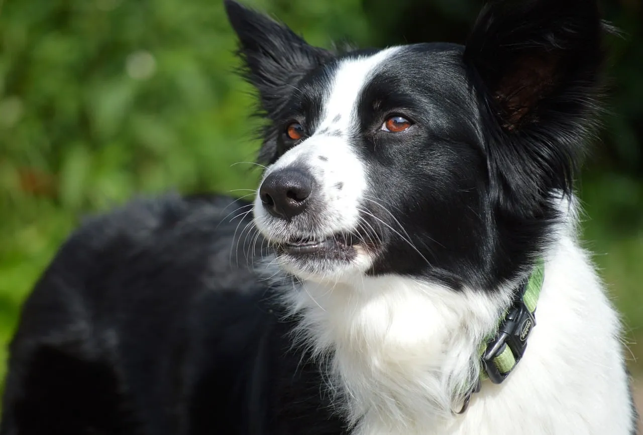 Alert Border Collie: Captivating Outdoor Pet Portrait