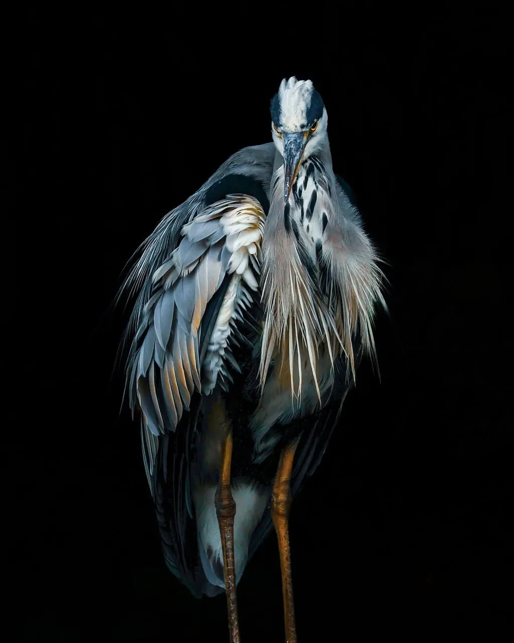 Dramatic Heron: A Stunning Wildlife Portrait on Black
