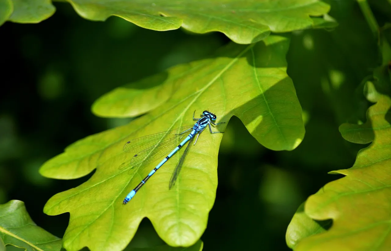 Vibrant Blue Damselfly Perched on Lush Green Leaf