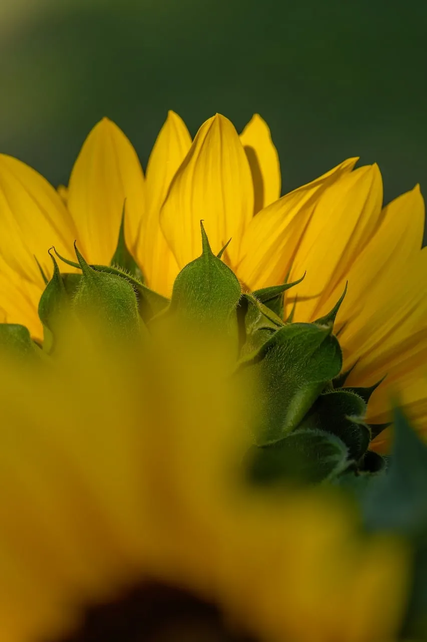 Stunning Sunflower Macro: Nature's Vibrant Yellow Bloom