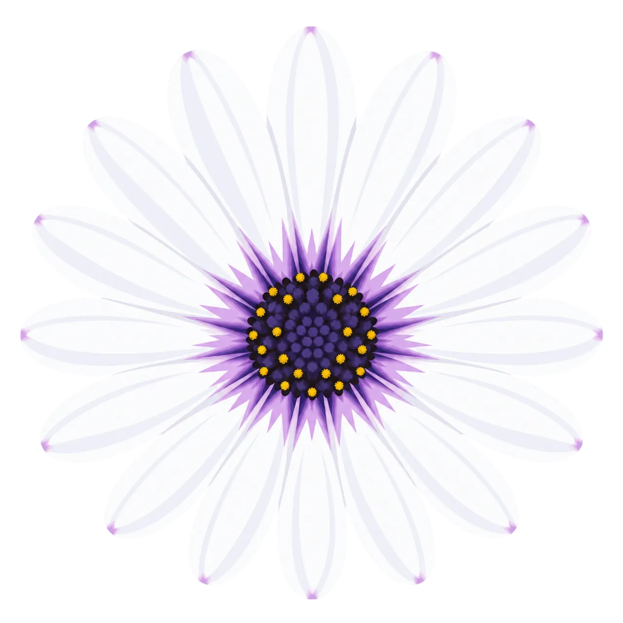 Vibrant African Daisy: White Petals with Lilac Center